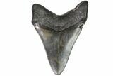 Fossil Megalodon Tooth - Georgia #151507-2